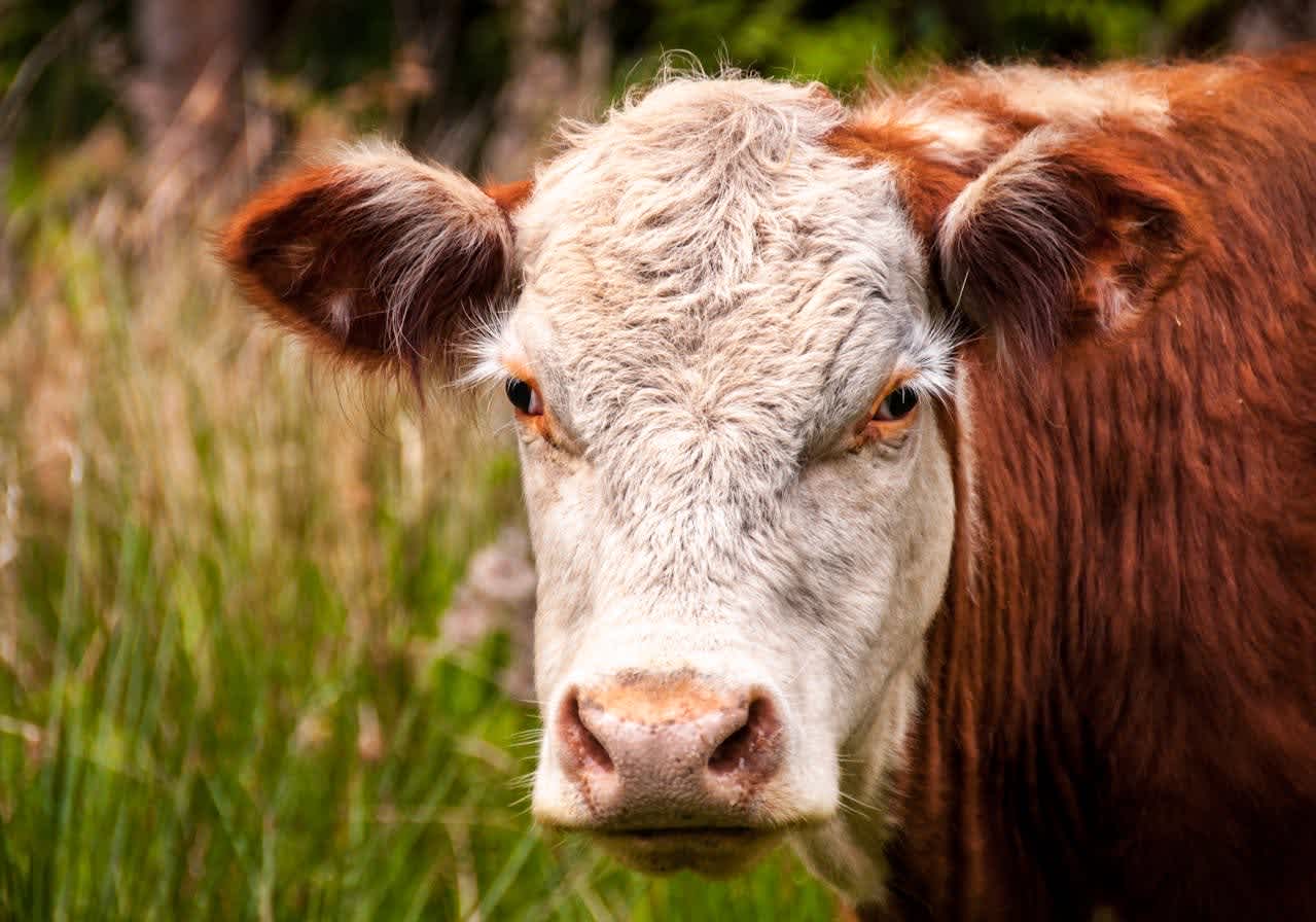white and brown mini hereford cow