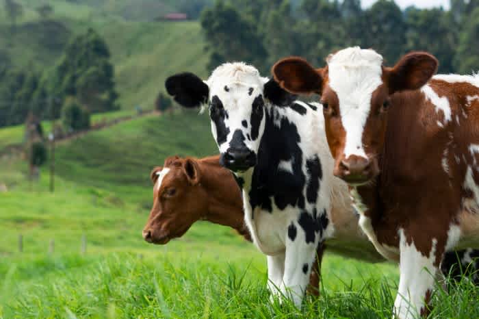 Three cows that are white, black, and brown grazing in a green pasture