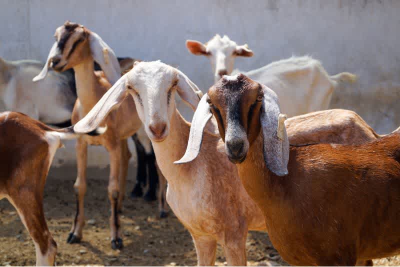 Several brown and white goats looking at the camera