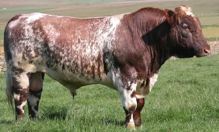 The side of a Shorthorn cow standing in a field outside