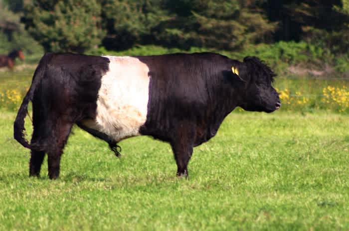 The side of a Belted Galloway cow standing in a field 
