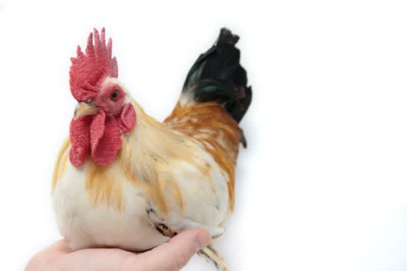 A multicolored rooster held in someone's hand with a white background.