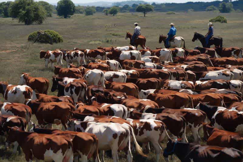A vast grassy landscape with a large herd of cows, predominantly brown and white, gathered together. There are three individuals on horseback, seemingly overseeing the cattle. In the background, there are a few scattered trees