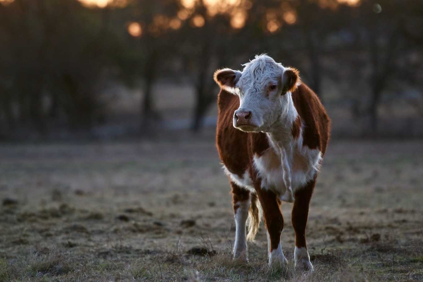 Can Cows See in the Dark?