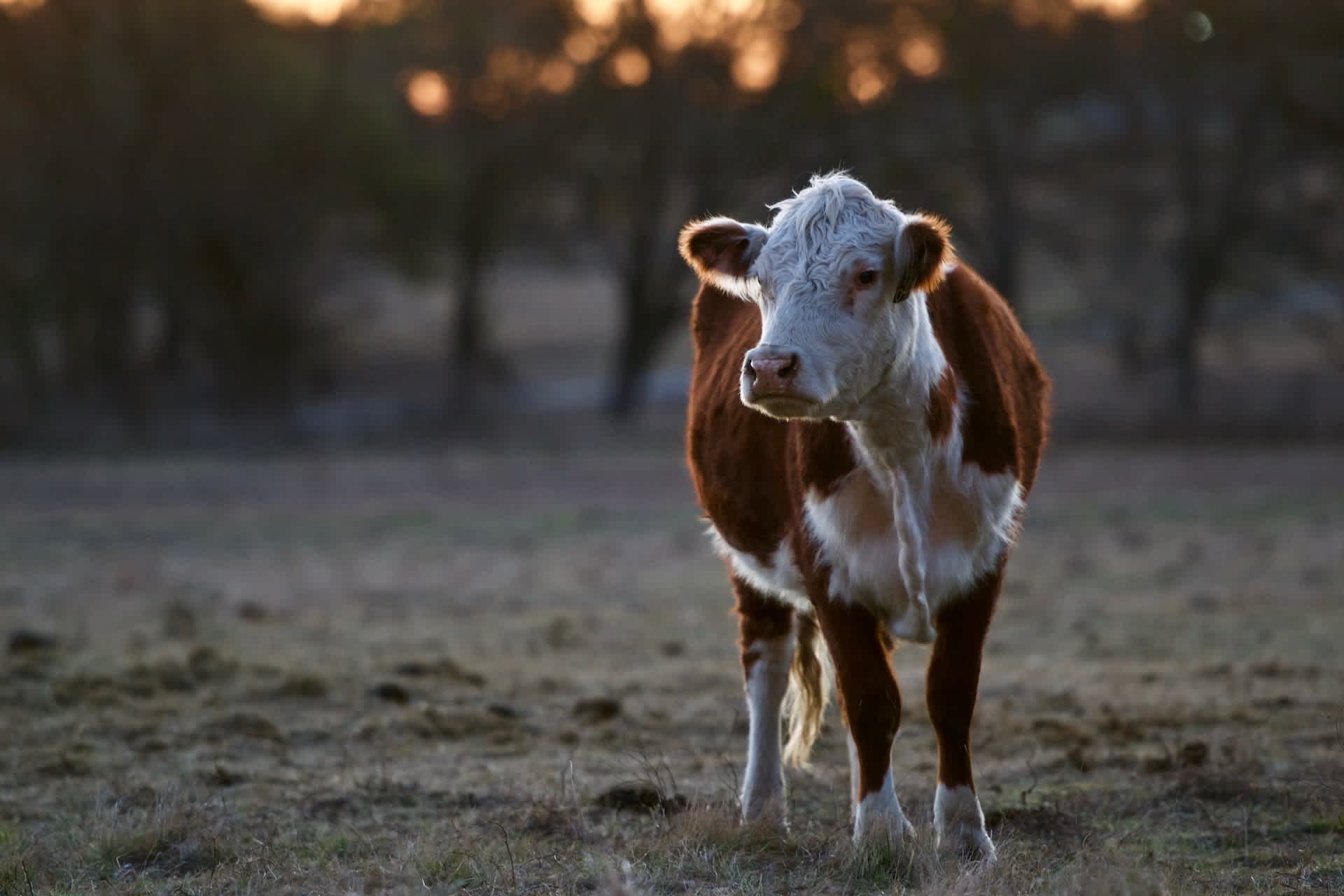 A brown and white cow standing during sunset
