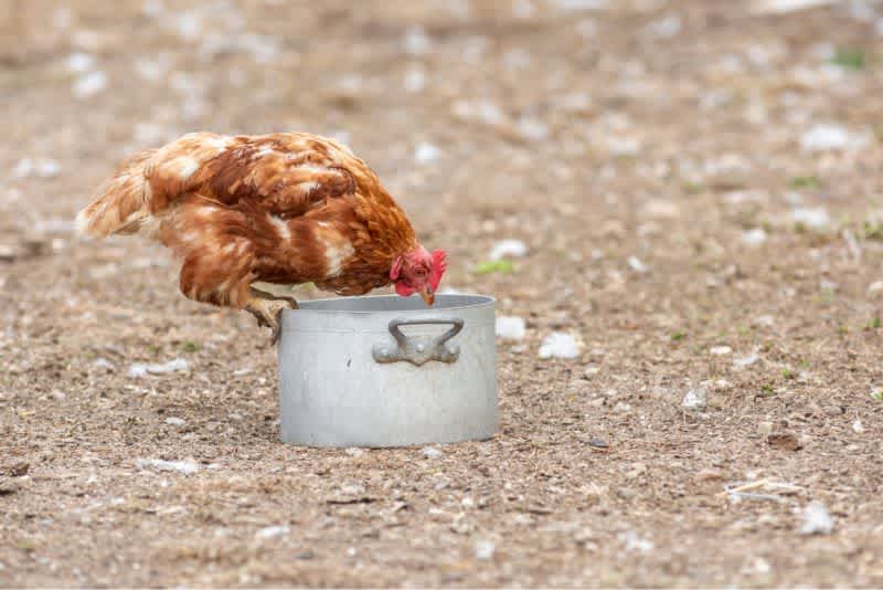 A brown chicken standing on the edge of a metal pot and eating out of it outside.