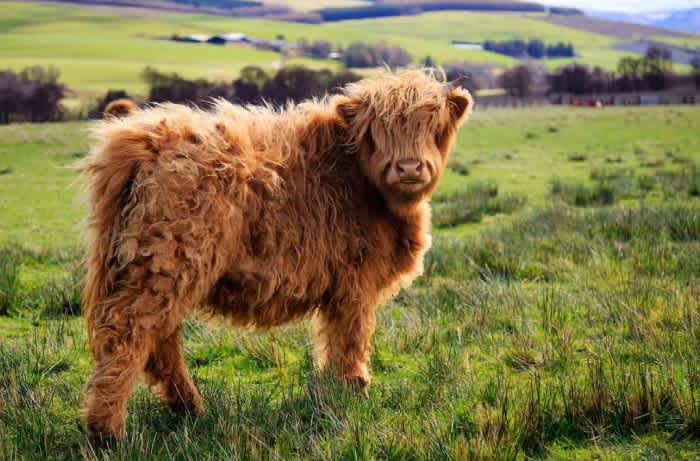 A furry brown mini highland cow in the middle of a pasture on a sunny day