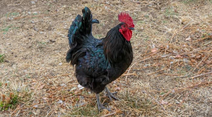 A black Australorp Rooster standing on some dry grass and twigs outside