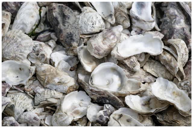 oyster shells