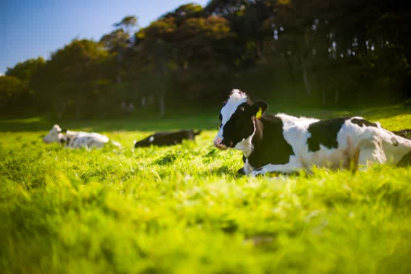 three cows laying in the grass. The closest cow has black and white patterns