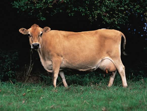 The side of a light brown Jersey cow standing on the grass next to a bush