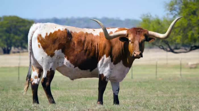 The side of a Texas Longhorn cattle standing outside on a field with a fence in the background
