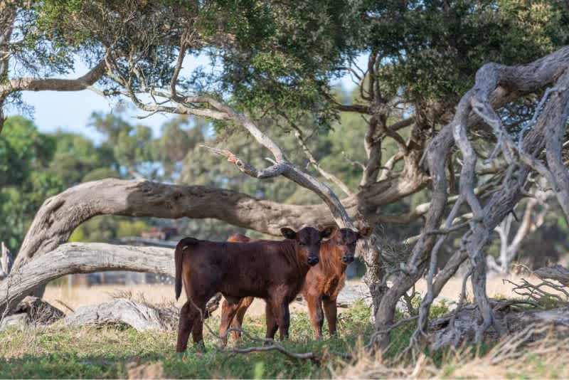 Two brown twin calves outside standing next to a tree.