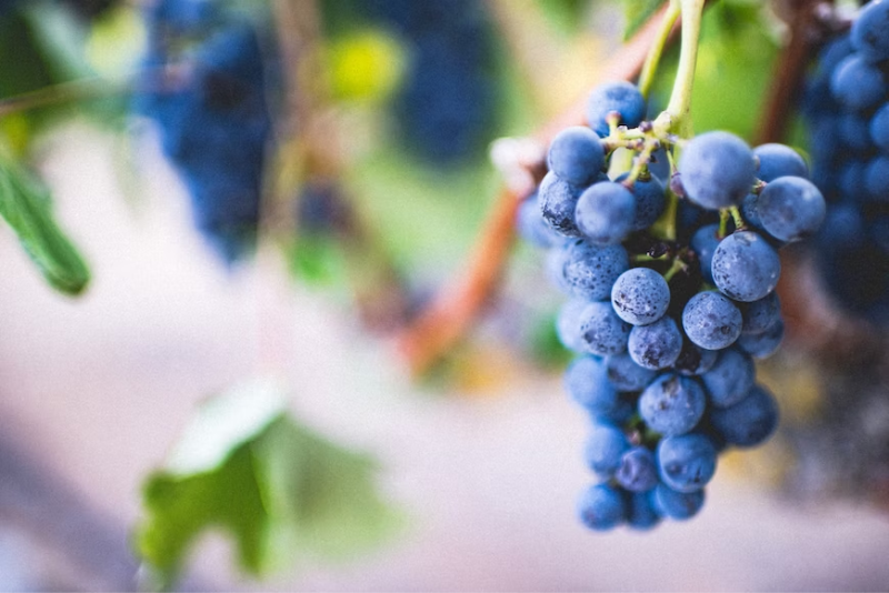 Grapes hanging on a vine
