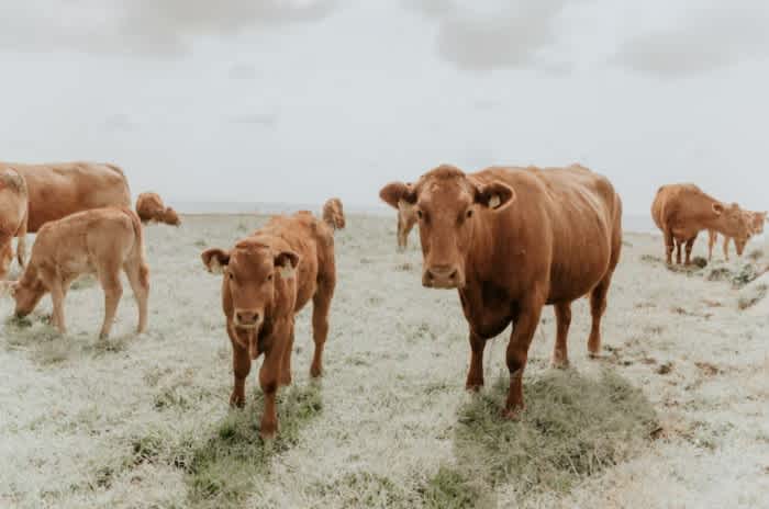 Multiple light brown Jersey cows standing and grazing in the pasture on a cloudy day