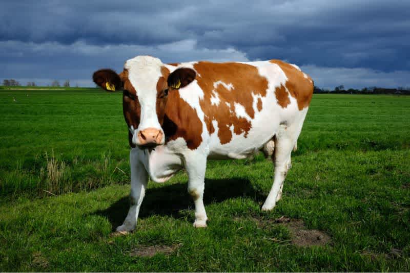 A white and brown cow under a cloudy sky.