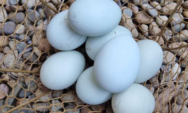 eight lightly colored blue cream legbar chicken eggs