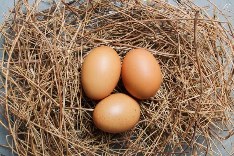 Three brown eggs in a nest on a concrete floor.