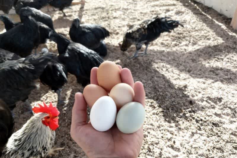 A man wearing a watch holding five eggs of different colors with chickens pecking the ground outside in the background.