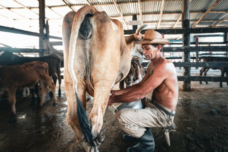 A man wearing a hat milking a cow in a barn