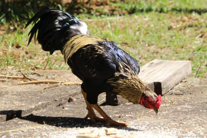 A chicken eating rice off the ground outside on a sunny day.