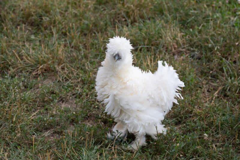 a white bantam chicken on grass