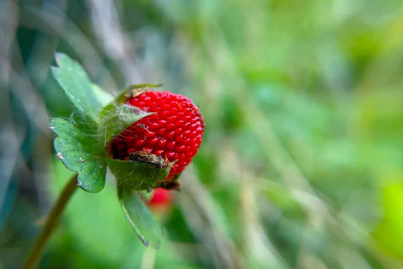 A single wild strawberry in the field