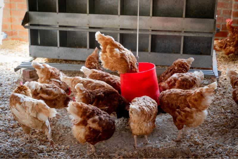 Brown chickens surrounding a red food container in a barn pecking at the ground.