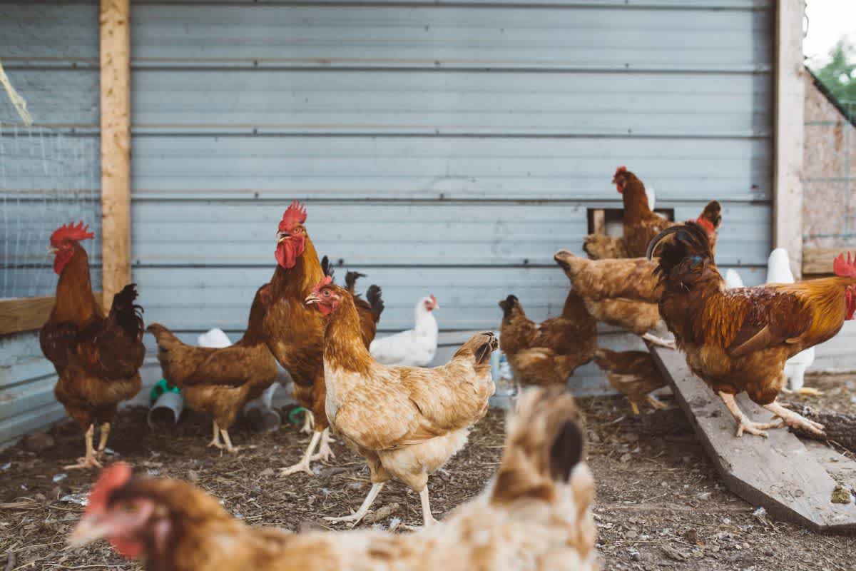 Several chickens in a wooden chicken coop