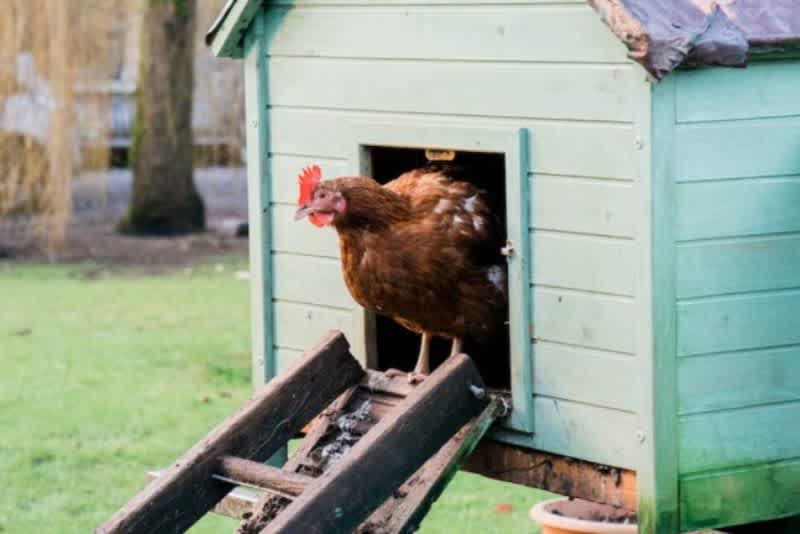 A brown chicken at the top of a ladder coming out of a green chicken coop.