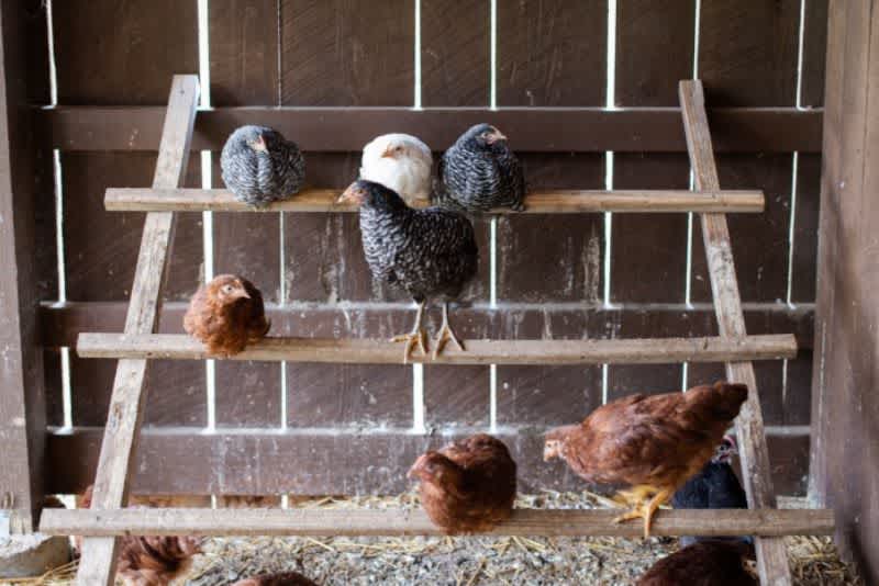 Various chickens roosting on a wooden ladder leaning against a wall inside a chicken coop.