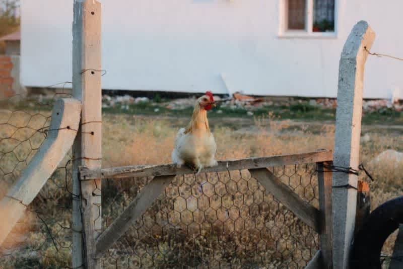 A white rooster perched on a rustic wooden fence outside in a field.