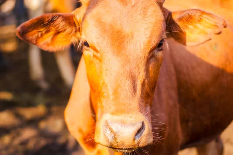 a brown cow with small horns looking at the camera