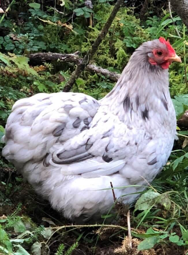 a white cochin batam chicken in the forest