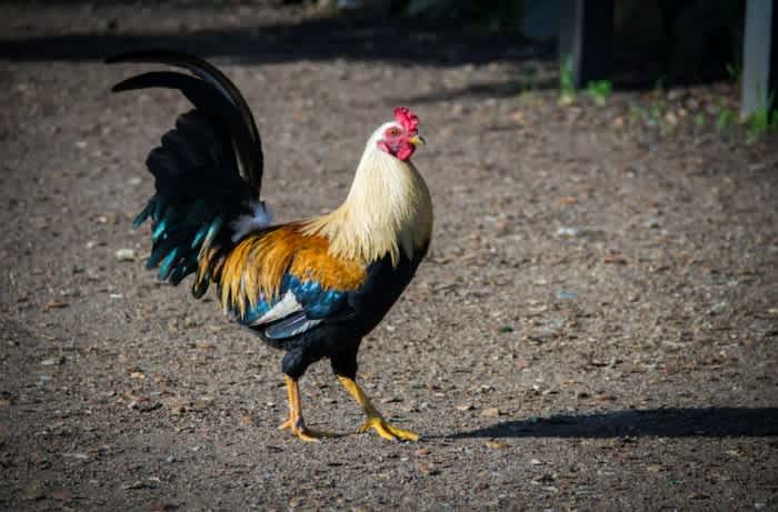 A multicolored rooster walking on a patch of dirt on a farm
