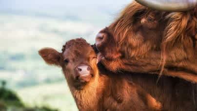 A brown mother mini highland cow licking the face of her young calf