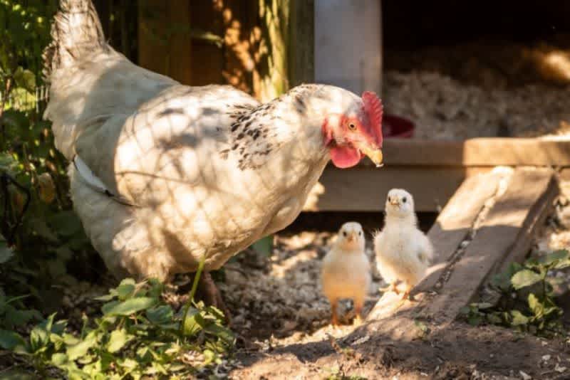 A white hen looking after her two baby chicks in the sunlight outside next to a chicken coop.