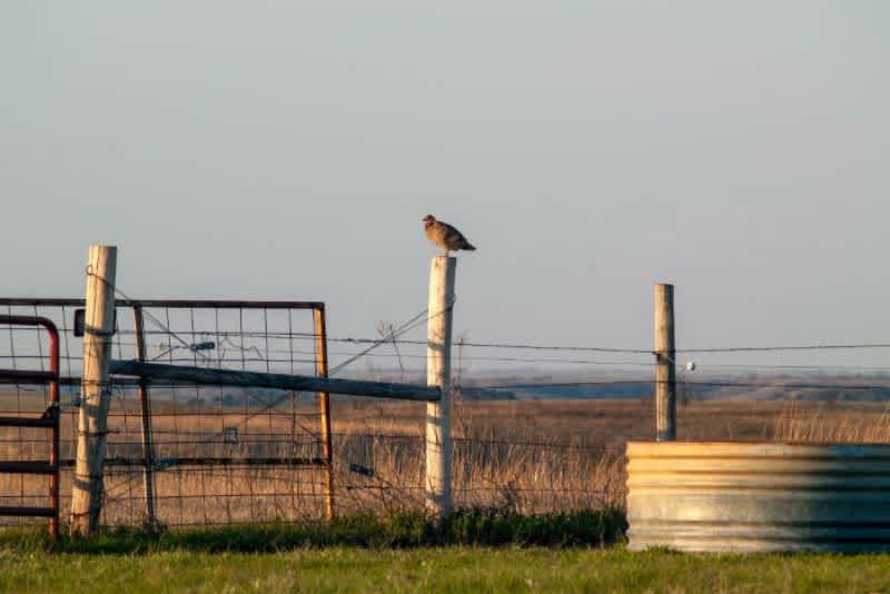 A chicken roosting on top of a tall fence post outside in a field with the sun setting.