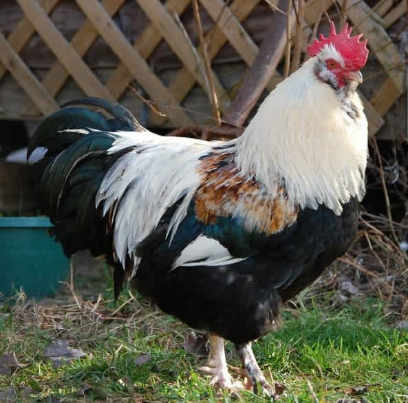 A multicolored Faverolles Rooster standing on some grass next to a fence outside