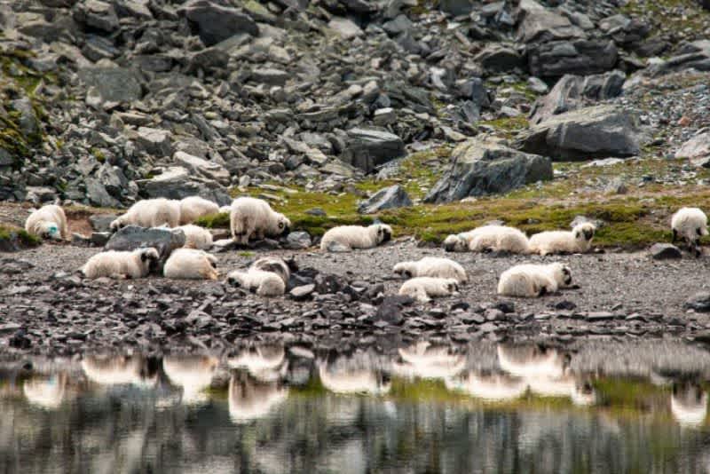 A flock of Blacknose sheep resting on rocky mountainous terrain next to a body of water.