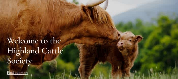 The homepage of the Highland Cattle Society website with a mother and its calf on the homepage