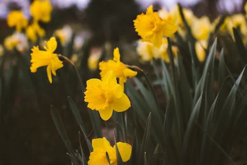 daffodils in a field