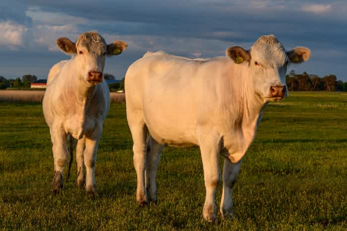 Two white Charolais cattle standing on a field as the sun sets