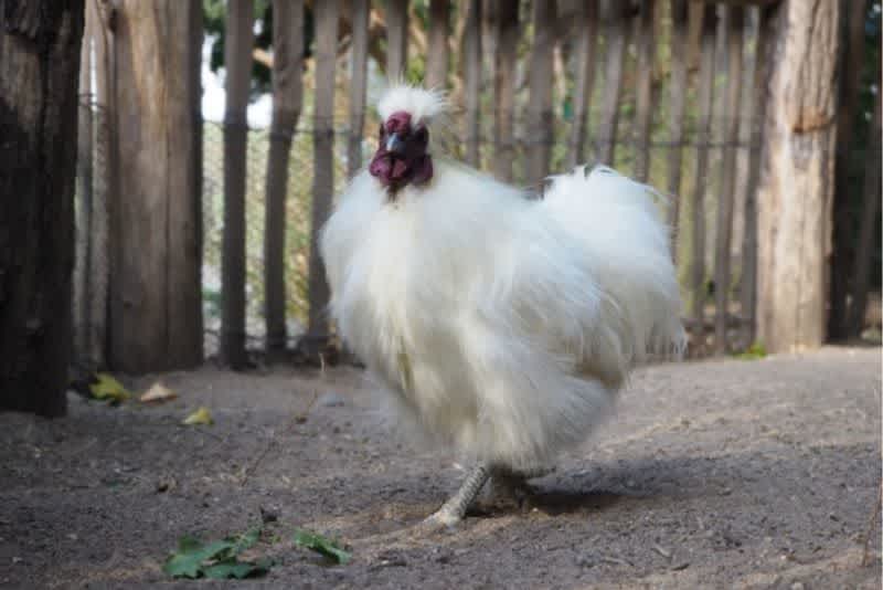 A white Silkie walking on dirt in a wooden fences enclosure outside