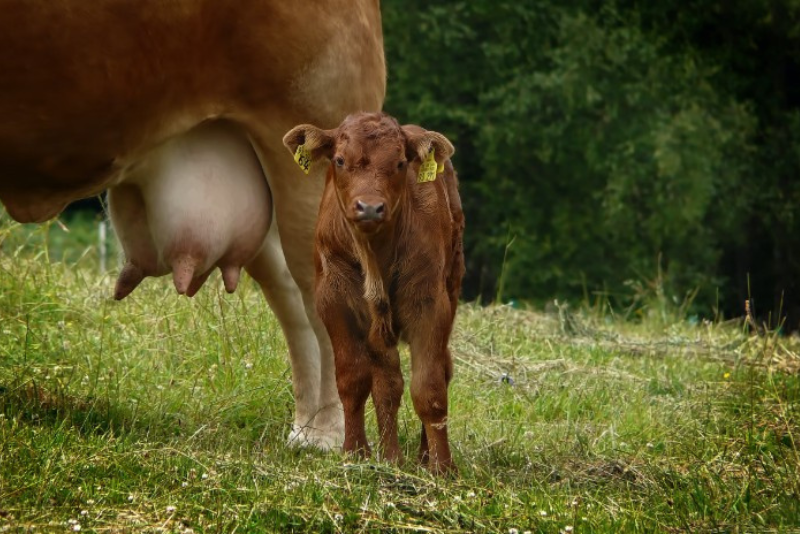 A young brown calf standing on grass outside next to its mother