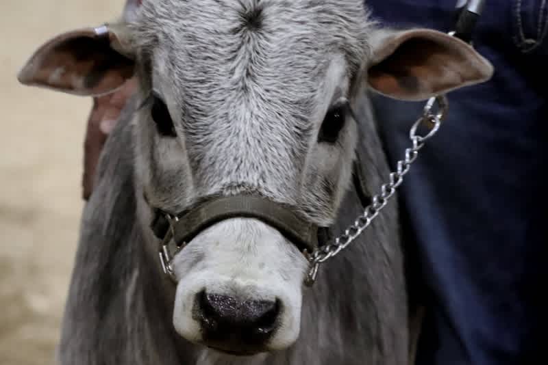 a grey and white miniature zebu looks at the camera