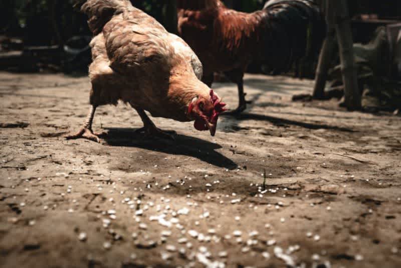A chicken pecking at corn on a dirt floor