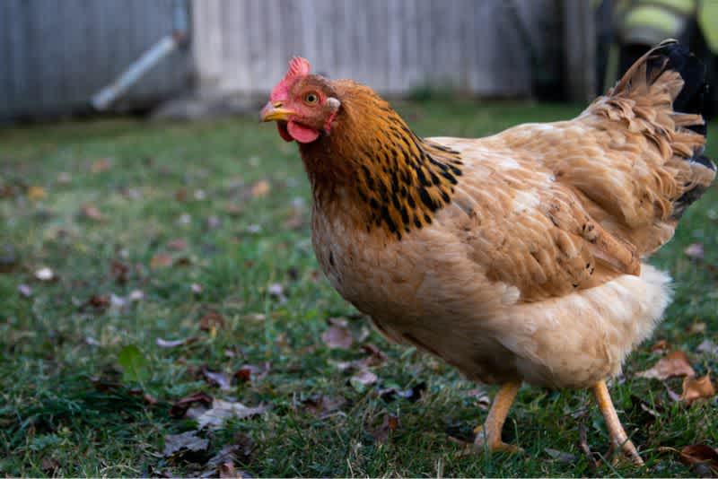A brown hen standing on grass outside