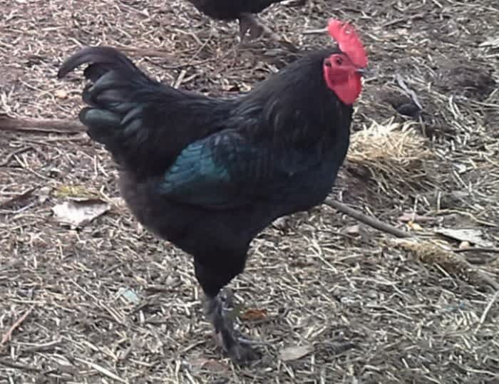 A black Langshan Rooster standing on some dirt and hay outside