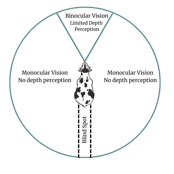 Diagram of a cow's field of view